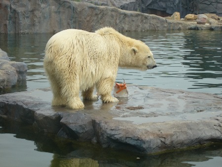 Eisbär mit Mahlzeit